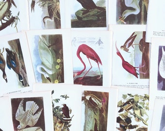 large antique 1953 Audubon’s bird plate illustrations