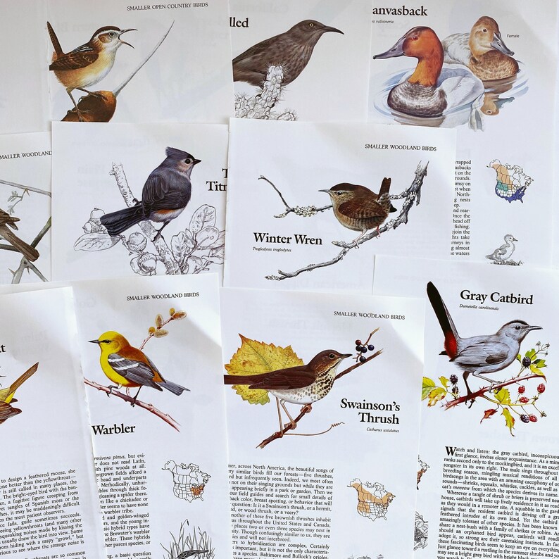 K&ouml;nnte beinhalten: Eine Sammlung von Vogel-Identifikationskarten mit Illustrationen verschiedener Vogelarten, darunter der Winter-Zaunk&ouml;nig, der Graue Kuckuck, der Grasm&uuml;cke und die Swainson-Drossel. Jede Karte enth&auml;lt den gebr&auml;uchlichen Namen des Vogels, den wissenschaftlichen Namen und eine Verbreitungskarte.