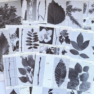 belles assiettes botaniques vintage de 1944, illustrations d’arbres pour la fabrication de papier, journaux indésirables, livres smash, scrapbooking, collage
