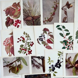 Illustrations botaniques anciennes à l'aquarelle imprimées en Grande-Bretagne