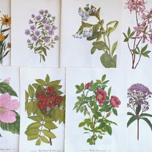 belles assiettes florales de fleurs sauvages vintage 1953, assiettes botaniques aquarelles