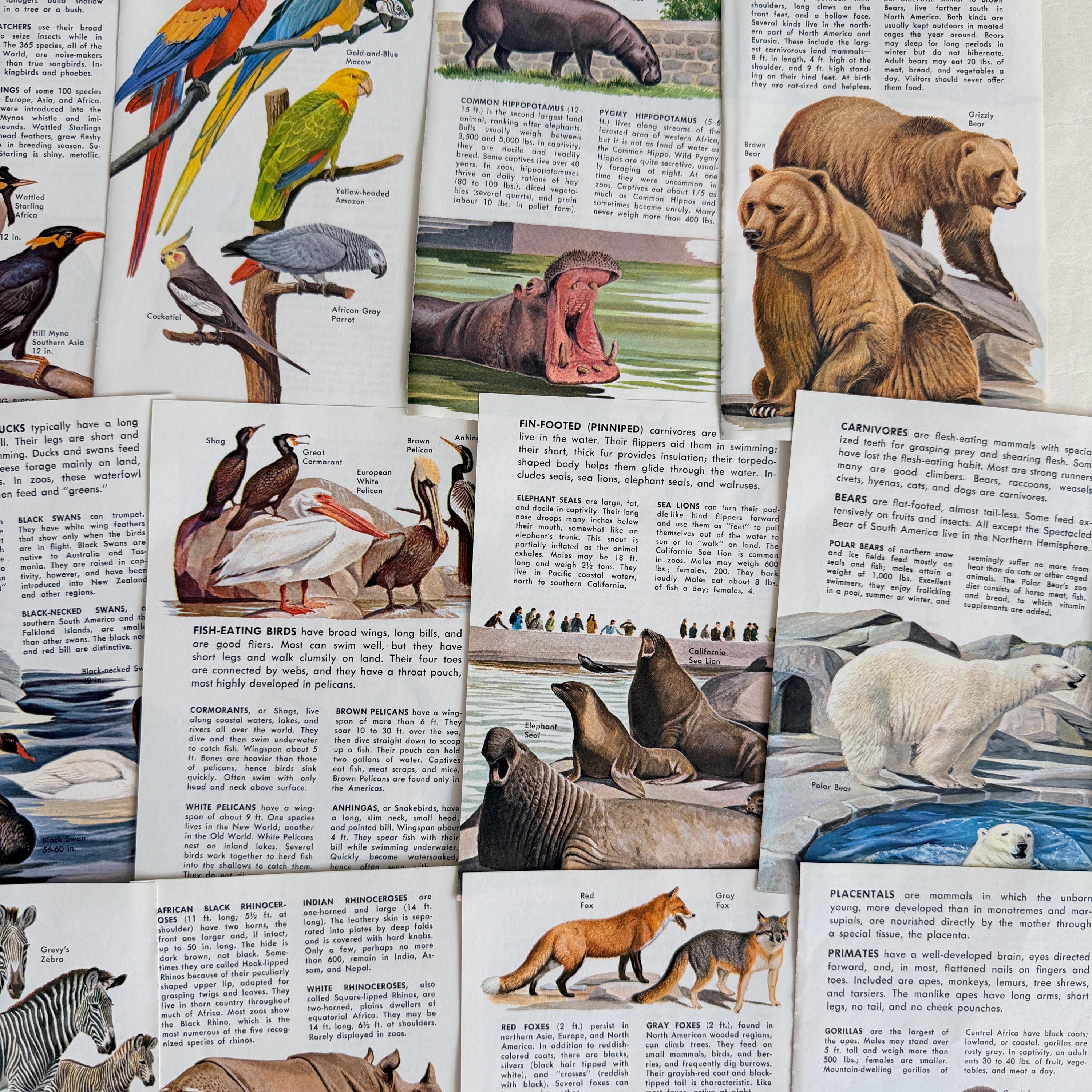 Buy 1967 Vintage Zoo Animals Field Guide Pages for Art Journaling ...