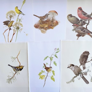 beautiful vintage Bird illustrations, vintage Bird gallery wall art, vintage Bird book illustrations