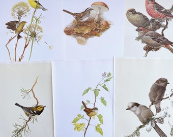 Vintage Bird Illustrations: 1966 British Book Art (13 Pages)
