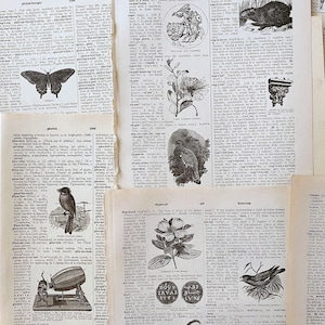 anciennes pages de dictionnaire illustrées de 1927, anciennes pages de dictionnaire anglais pour la fabrication de papier, The New Century Dictionary