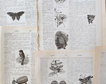 Antique 1927 Illustrated Dictionary Pages, Antique English