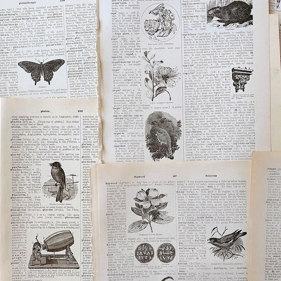 Antique 1927 Illustrated Dictionary Pages, Antique English