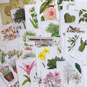 Éphémères botaniques, éphémères fleurs et nature pour revues de pacotille, livres à succès, revues d'art, collages et oeuvres d'art modifiées