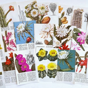 Field Guide to Cacti, pages d'illustrations botaniques vintage de cactus pour des revues de pacotille, des livres à succès, des collages et des oeuvres d'art modifiées