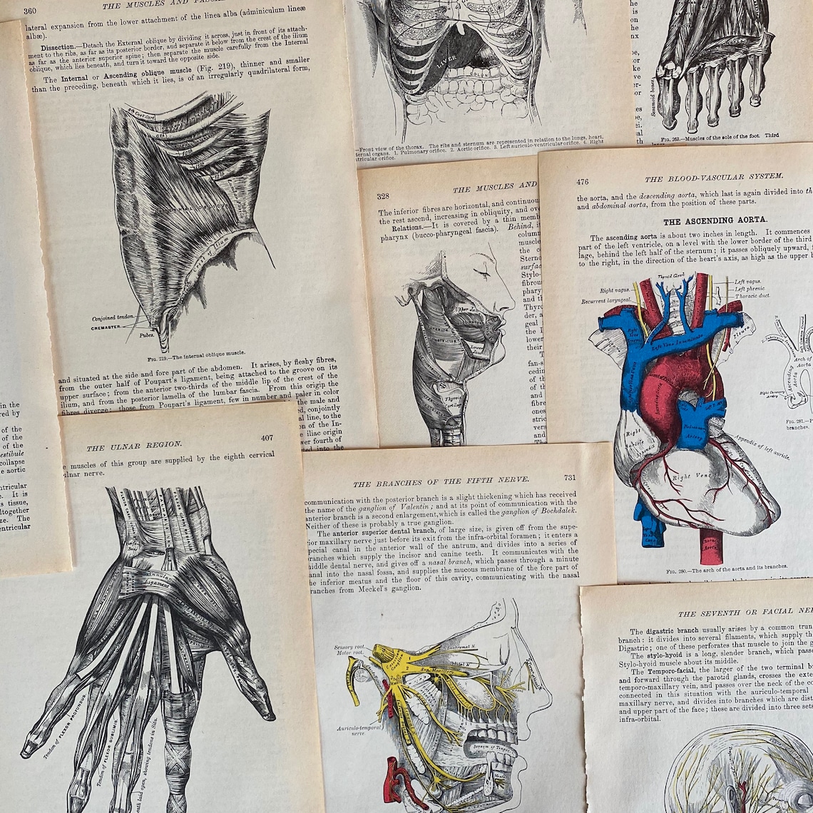 Vintage Gray's Anatomy Illustrations: Medical Book Pages for Crafting ...