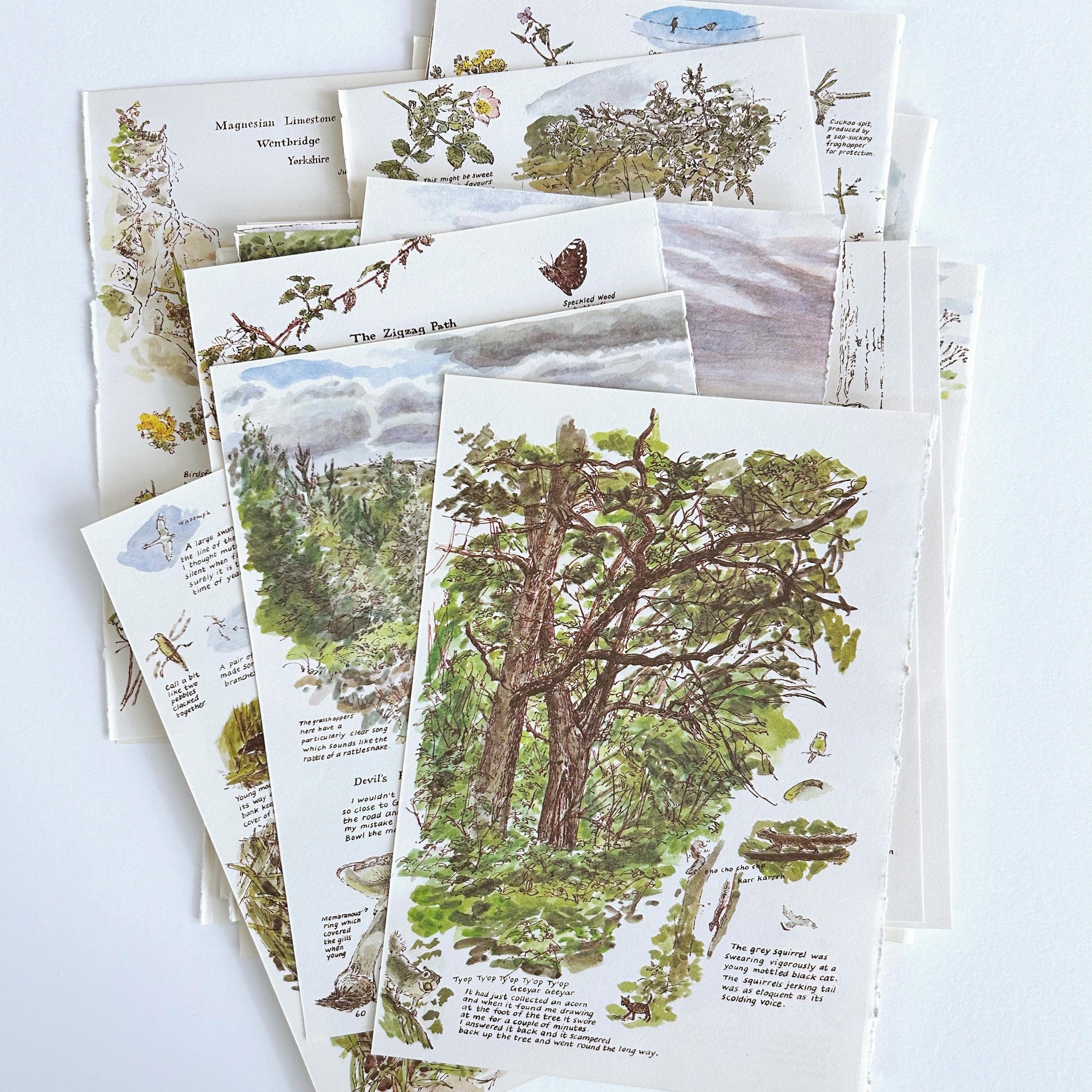Bocetos vintage de la naturaleza británica, ilustraciones botánicas vintage