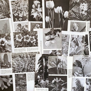 belles illustrations botaniques allemandes vintages, illustrations d'arbres pour la fabrication de papier, carnets de bord, livres à succès, scrapbooking, collage