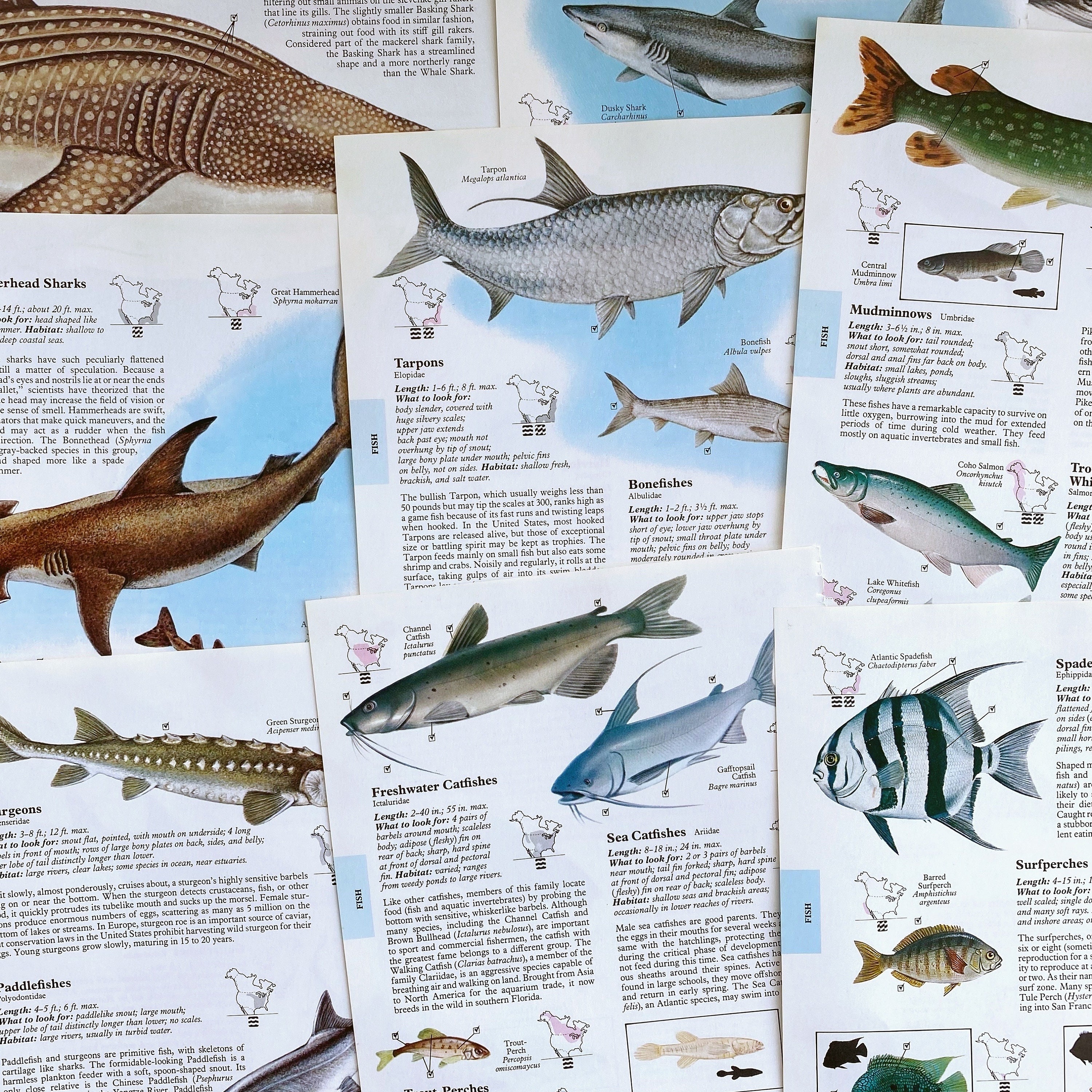 Fish Scrapbook Page -  Canada