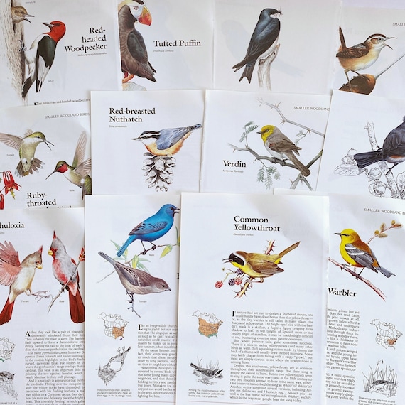 Vintage Bird Illustration Pages: Ephemera for Junk Journals