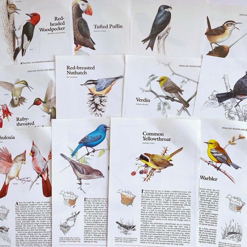 K&ouml;nnte beinhalten: Eine Sammlung von Vogel-Identifikationskarten mit bunten Illustrationen verschiedener Vogelarten, darunter ein Rotkopf-Specht, ein Papageitaucher, eine Rotbrust-Kleib, ein Rubinkehl-Kolibri, ein Verdin, ein Gelbbauch-Walds&auml;nger und ein Grasm&uuml;cke. Die Karten enthalten den gebr&auml;uchlichen Namen, den wissenschaftlichen Namen und eine kurze Beschreibung jedes Vogels.