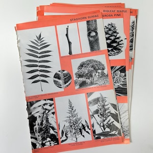 belles assiettes botaniques vintage des années 1950, illustrations d'arbres pour la fabrication de papier, carnets de bord, livres à succès, scrapbooking, collage