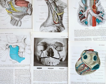 Vintage Anatomy Plates: Medical Illustrations for Paper Crafts
