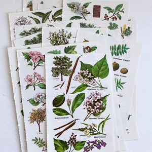 Könnte beinhalten: Eine Sammlung botanischer Illustrationen mit verschiedenen Bäumen und Pflanzen, darunter der Kalifornische Walnussbaum, der Hinds-Walnussbaum, der Nord-Trompetenbaum, der Süd-Trompetenbaum, der Schwarze Calabash-Baum und die Wüstenweide. Jede Illustration enthält den gebräuchlichen Namen, eine kurze Beschreibung und eine Angabe der Pflanzenhöhe.