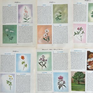 1952 Assiettes botaniques Hammond, assiettes botaniques pour travaux manuels en papier, journaux indésirables
