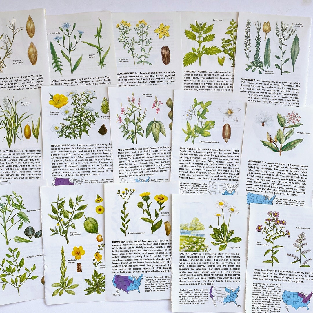 Vintage Weed Field Guide Illustrations Etsy