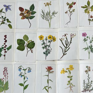 beautiful vintage wildflower plates, botanical watercolors for paper crafting, junk journals, smash books, scrapbooking, collage