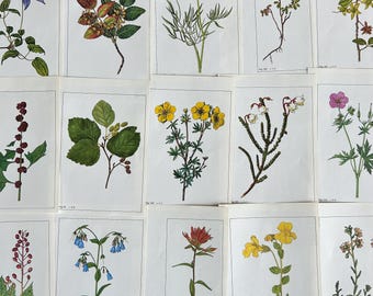 Vintage Wildflower Plates: Botanical Watercolor Ephemera for Collage