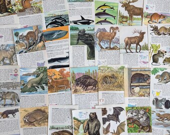 Páginas de una guía de campo de mamíferos de 1955 para diarios artísticos, collages y manualidades.