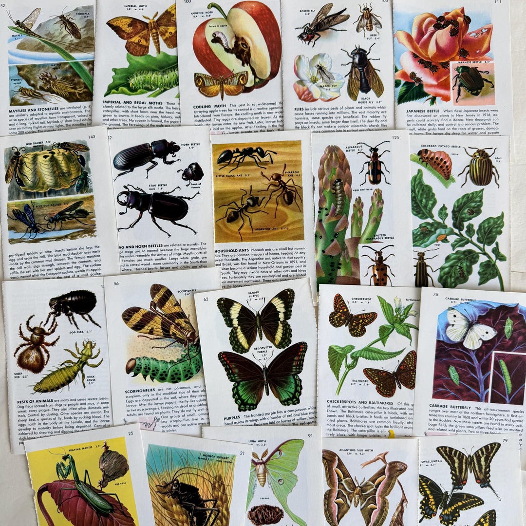 Spring Insect Field Guide Vintage 1951 Insect Field Guide Illustration Pages: Junk Journal ...