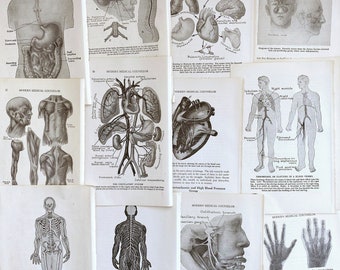 antique 1944 medical illustrations, antique anatomy book pages for paper crafting