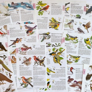 páginas de ilustração de pássaros vintage para revistas inúteis, livros de sucesso, revistas de arte, colagens e arte alterada, placas de pássaros vintage