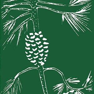 Carte de voeux artistique. Pin vert