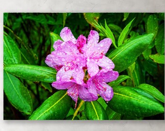 Large Wall Art "Dew Droplets" Blue Ridge Mountains Scenic Byway North Carolina Rhododendrons Fine Art Metal Canvas & frame Options