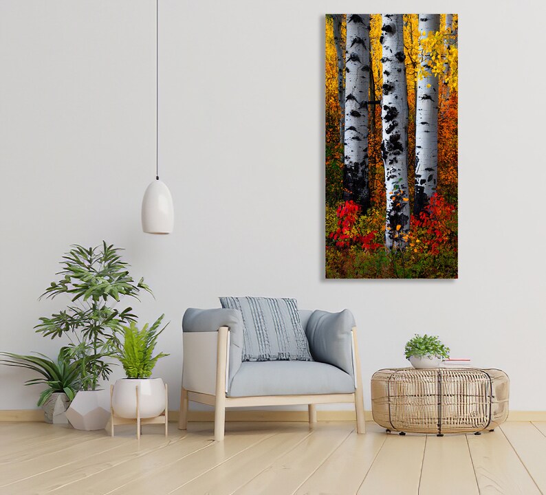 May include: A vertical canvas print featuring a close-up of three aspen trees with white bark and black markings. The trees are surrounded by vibrant autumn foliage in shades of yellow, orange, and red. The artwork is displayed in a modern living room setting.