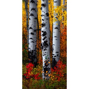 Large Wall Fine Art "Three Brothers" Yellow Aspen Tree fall autumn forest color Colorado Rocky Mountains Autumn Photograph Metal Canvas
