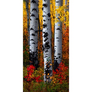 Large Wall Fine Art &quot;Three Brothers&quot; Yellow Aspen Tree fall autumn forest color Colorado Rocky Mountains Autumn Photograph Metal Canvas