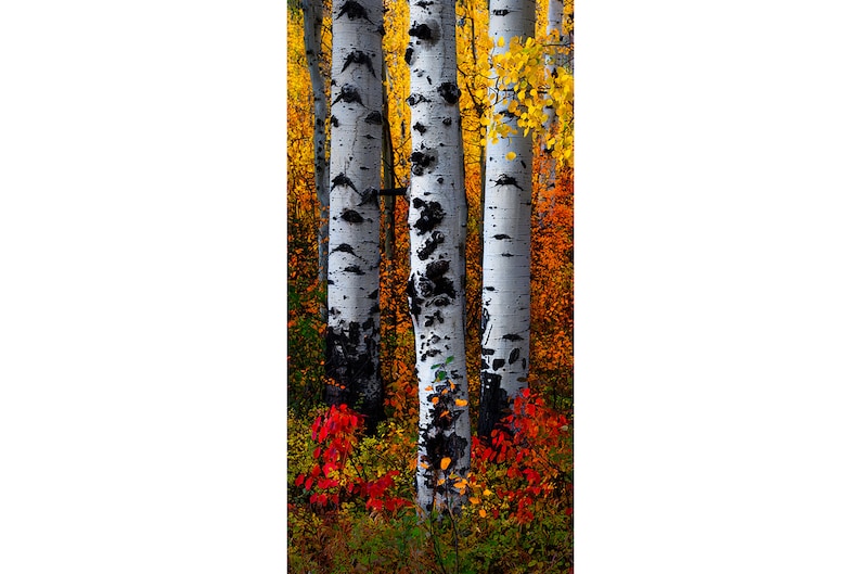May include: Vertical image of three aspen trees with white bark and black markings. The trees are surrounded by colorful autumn foliage in shades of yellow, orange, and red. The scene captures the beauty of fall.