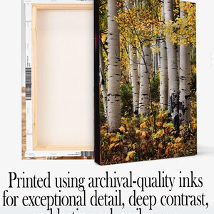 May include: Canvas art print featuring a forest scene with white birch trees and yellow autumn leaves. The text reads "Premium Quality Canvas" and "Printed using archival-quality inks for exceptional detail, deep contrast, and lasting color vibrancy. Artwork comes ready to hang."
