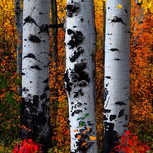 May include: A vibrant autumn scene featuring three white aspen trees with dark, textured markings. The trees are surrounded by colorful foliage in shades of yellow, orange, and red, creating a striking contrast.