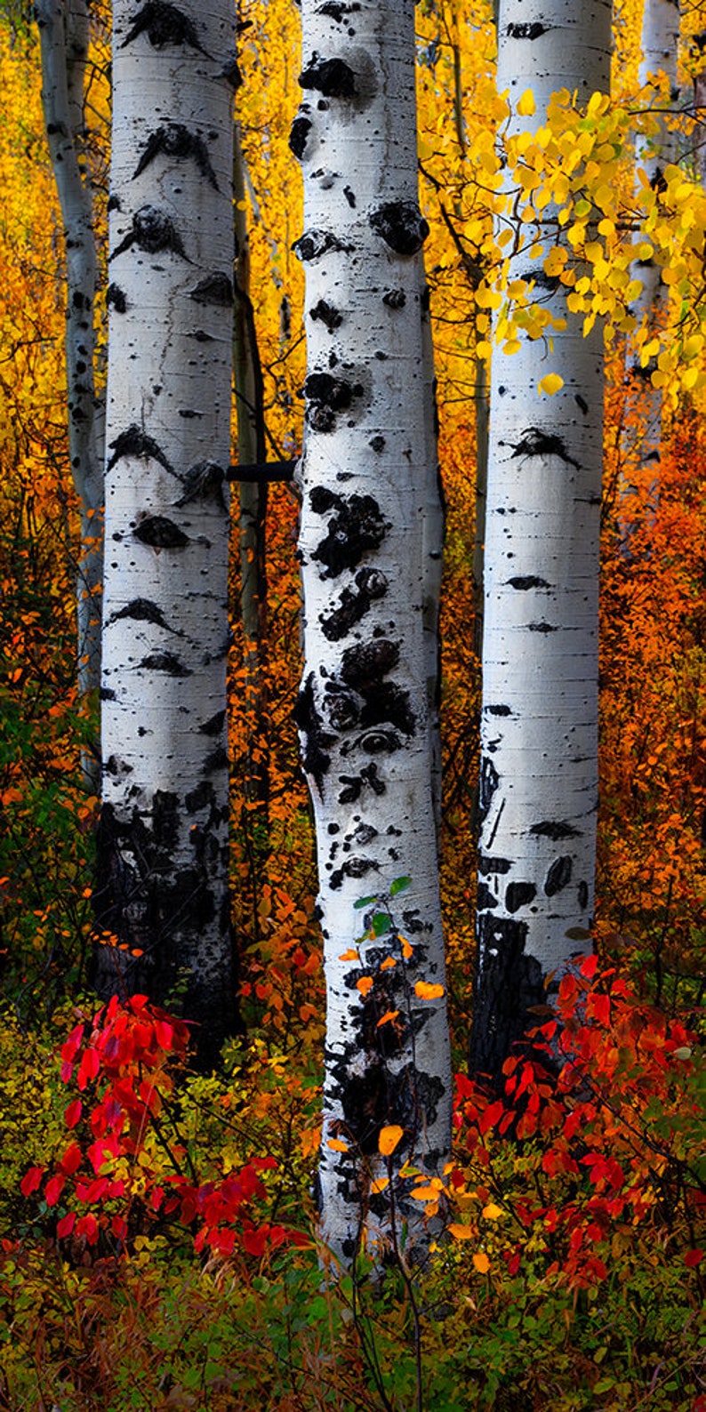 May include: A vibrant autumn scene featuring three white aspen trees with dark, textured markings. The trees are surrounded by colorful foliage in shades of yellow, orange, and red, creating a striking contrast.
