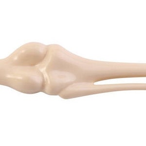 May include: A beige plastic pen shaped like a human bone. The pen has a silver tip and a bone-like design.