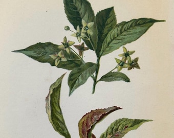 Antique Print Spindle Tree Flowers & Berries c1800's Botanical Victorian Illustration