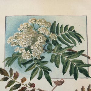 Peut inclure: Illustration botanique ancienne du sorbier des oiseaux, avec des fleurs blanches, des feuilles vertes et des grappes de baies rouges. Le texte est en français, anglais et allemand, décrivant les parties de la plante.
