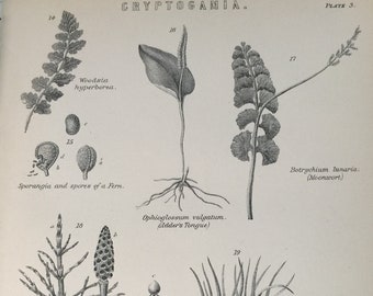 Antique Print Dated C1870's Cryptogamia Engraving Spores Of a Fern Botany Plants Botanical Picture Home Decor