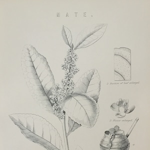 Antique Print C1870&#39;s Mate Ilex Paraguayensis Engraving Botanical Plant Botany Bombilla