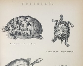 Antique Print Tortoise Common Box Tortoises & Edible Turtle Dated C1870's Engraving