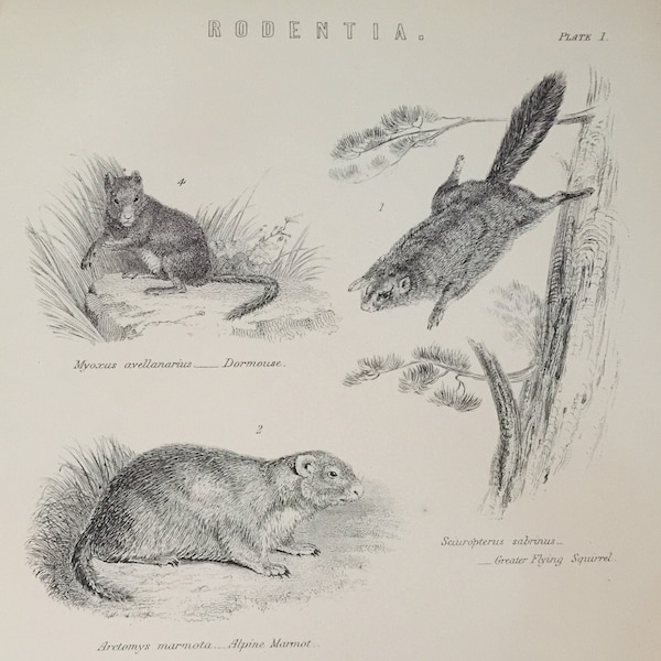 Gravure ancienne datant de 1870 Rodentia, gravure, écureuil volant, castor, loir, marmotte, animaux