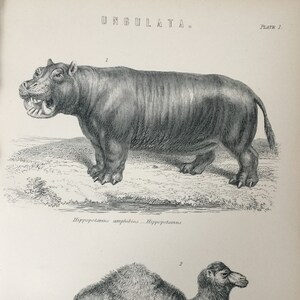 Stampa antica C1870 Ungulata incisione ippopotamo cammello arabo stampa animale