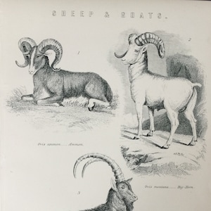 Antique Print C1870&#39;s Sheep & Goats Engraving Animals Thex Big Horn Ammon