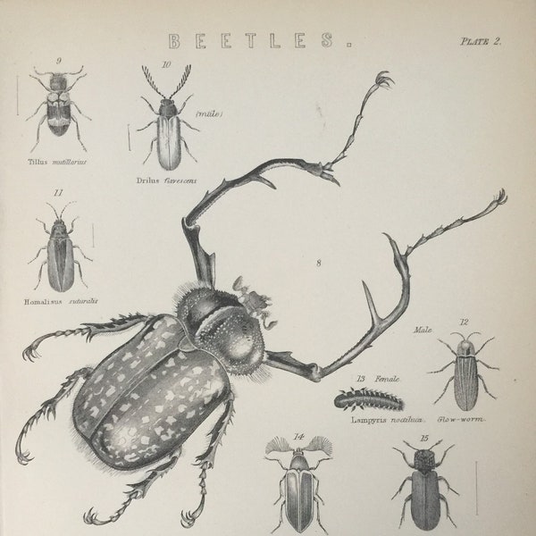 Antique Print Dated C1870's Beetles Engraving Leaf Beetle Waterbeetle Glow Worm Insects
