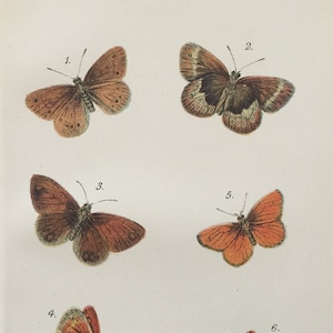 Antique Butterfly Print | Dated 1896 | Caenonympha Papillon | Colour Engraving | Insect Art | Home Decor